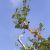 Edgewater Crane Services by Evening Shade Tree Surgeons LLC